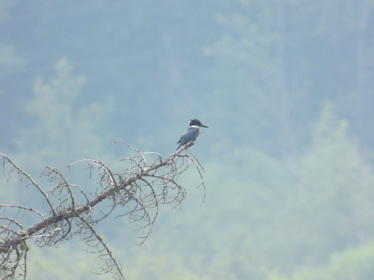 Belted Kingfisher - Michael W. Sack