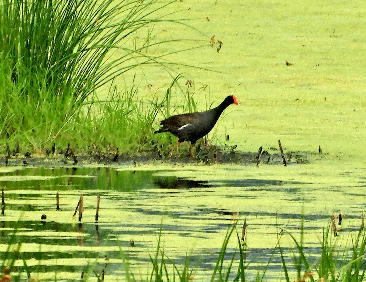 Common Gallinule - Sabrena Boekell