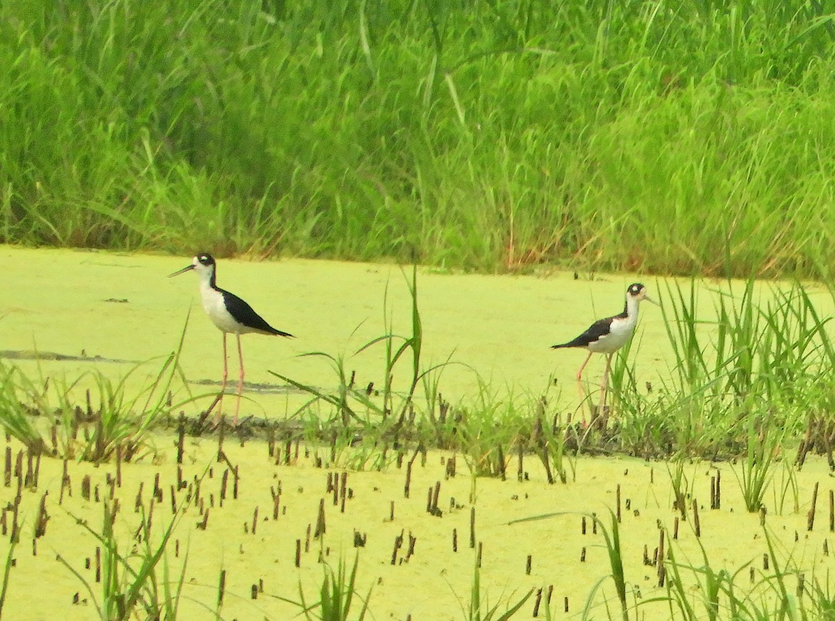 Black-necked Stilt - ML356017531