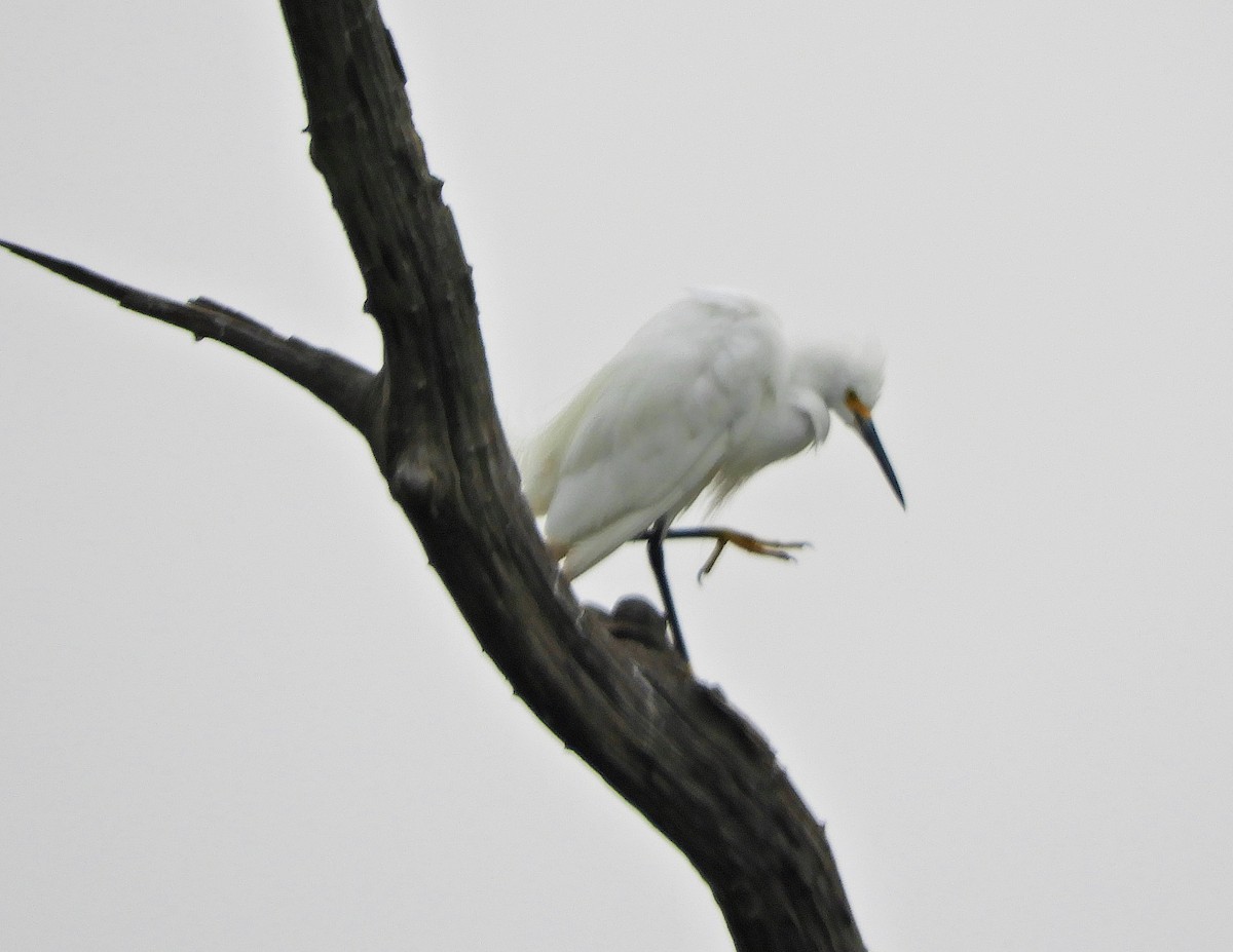 Snowy Egret - ML356017681