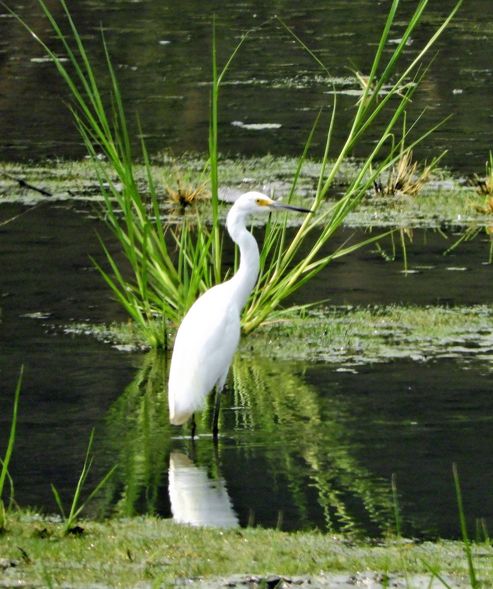 Little Blue Heron - ML356018011