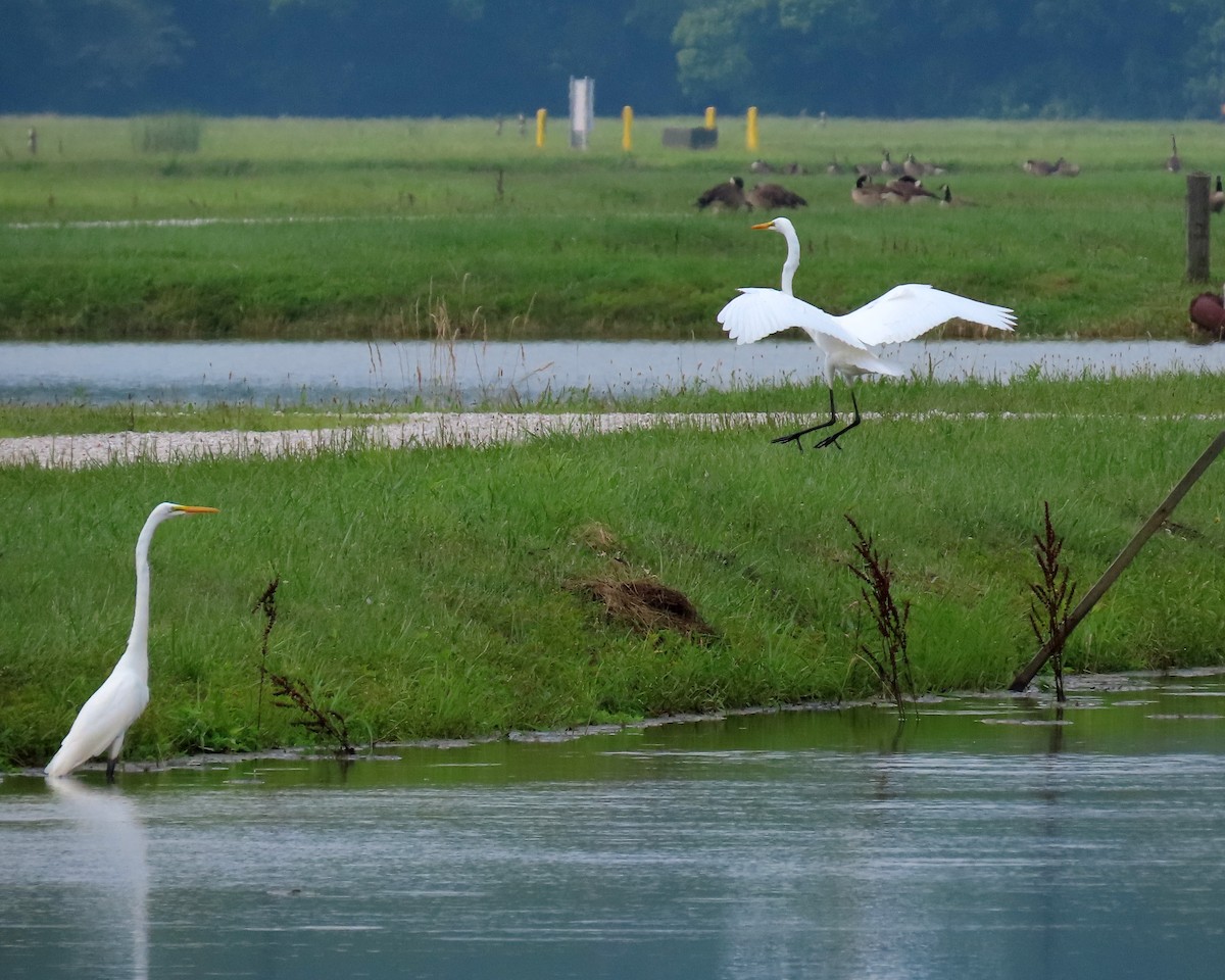 Great Egret - Karen Hogan