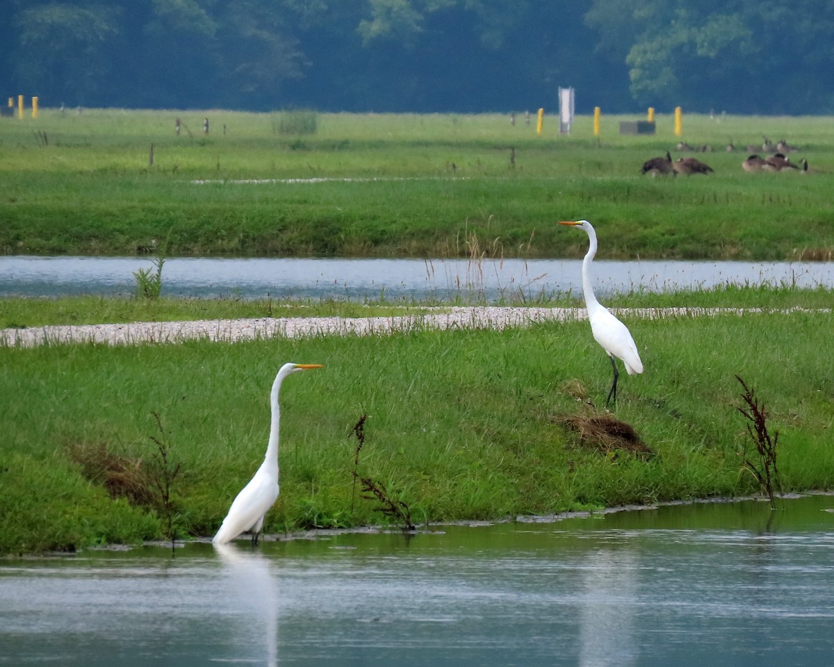 Great Egret - Karen Hogan