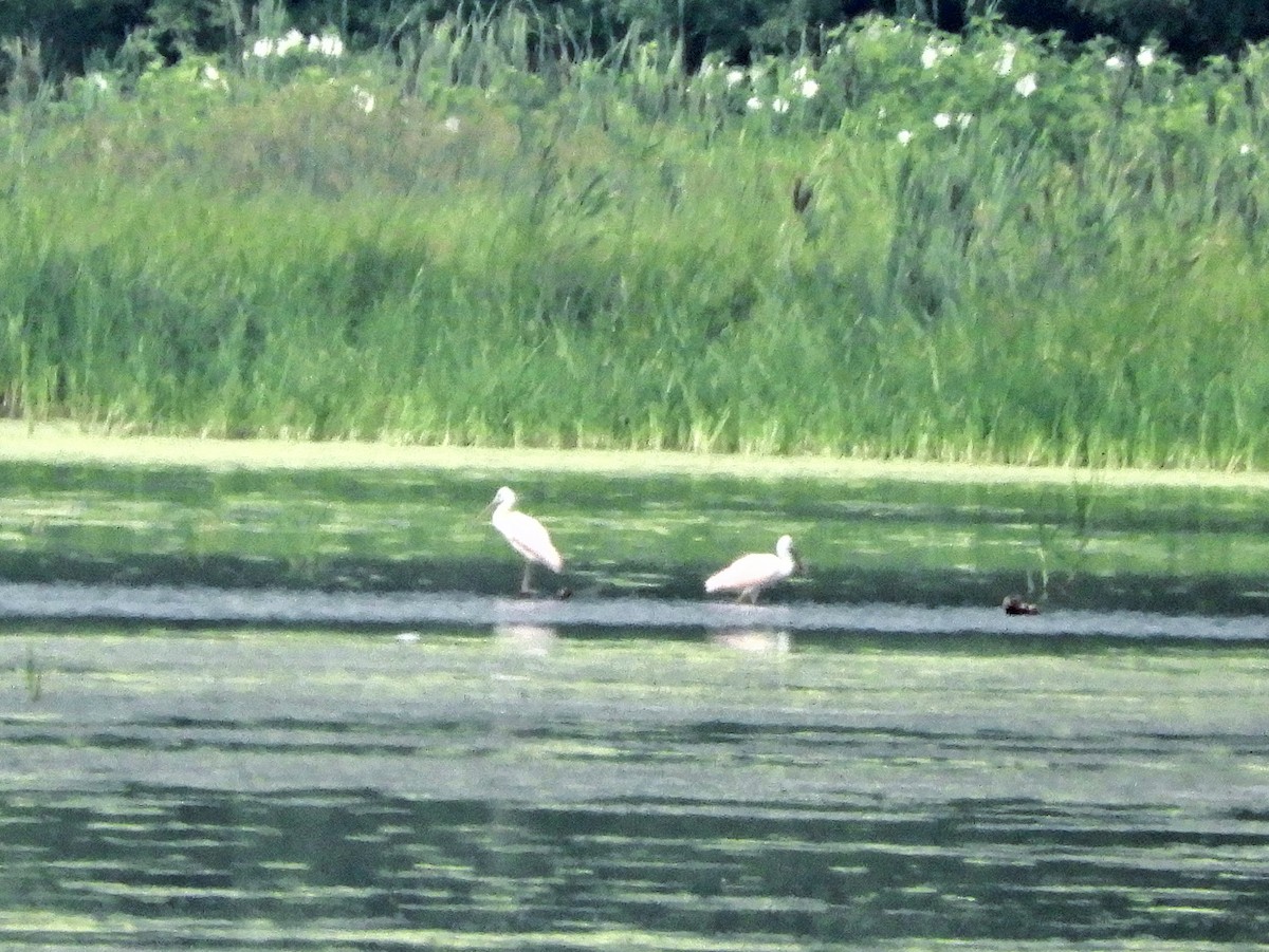 Roseate Spoonbill - Sabrena Boekell