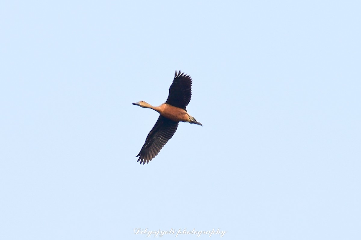 Lesser Whistling-Duck - ML356018661
