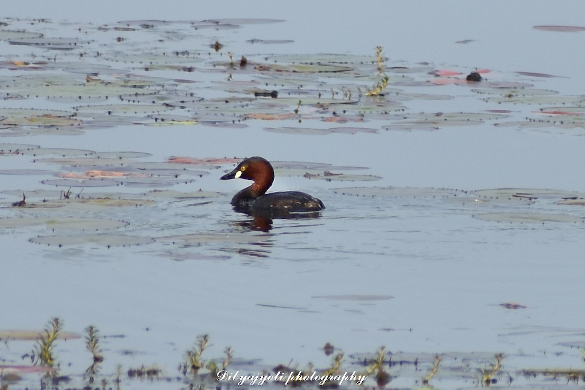 Little Grebe - ML356018691