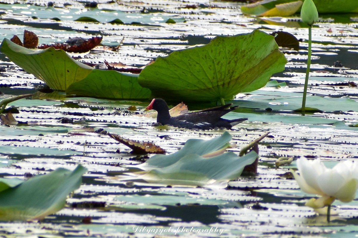 Eurasian Moorhen - ML356018731