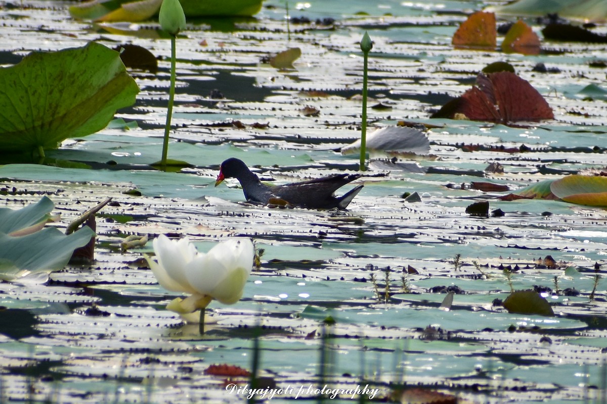 Eurasian Moorhen - ML356018741