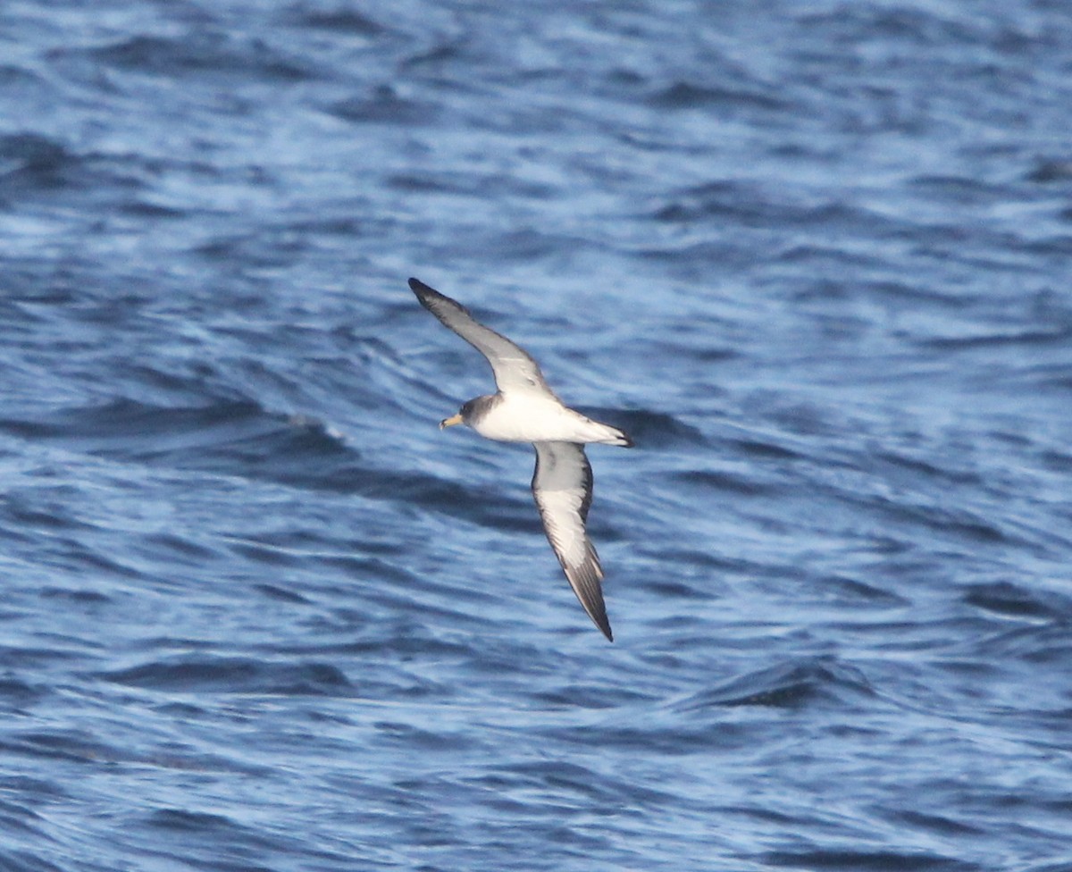 Cory's Shearwater (borealis) - Dylan Pedro