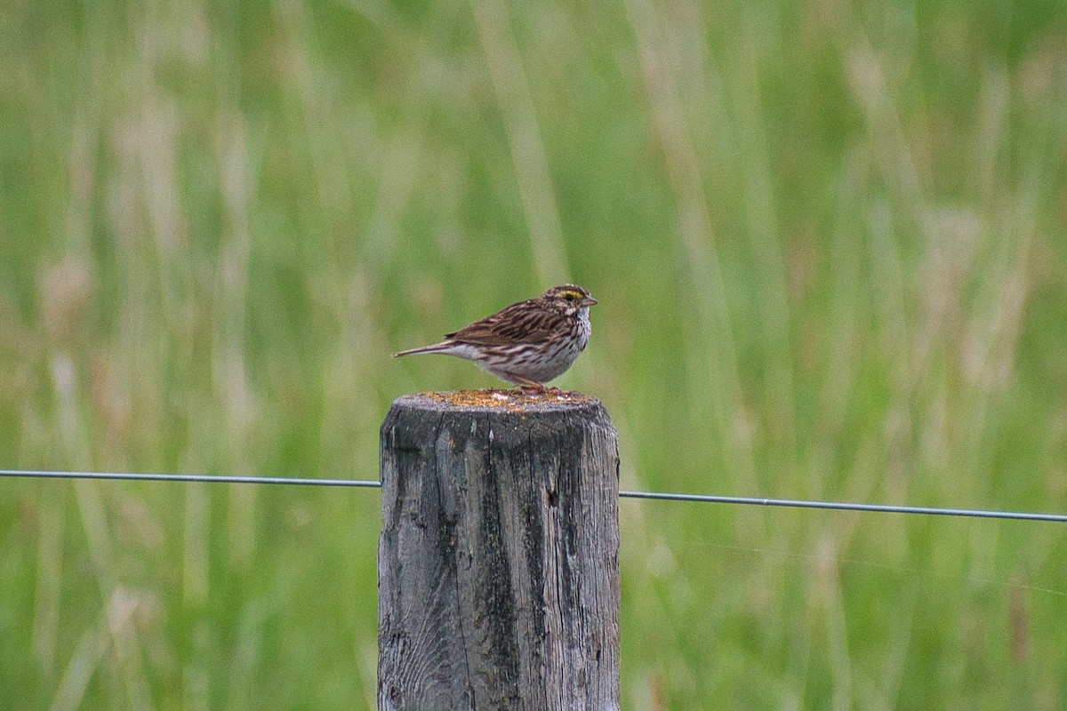 Savannah Sparrow - ML356020811