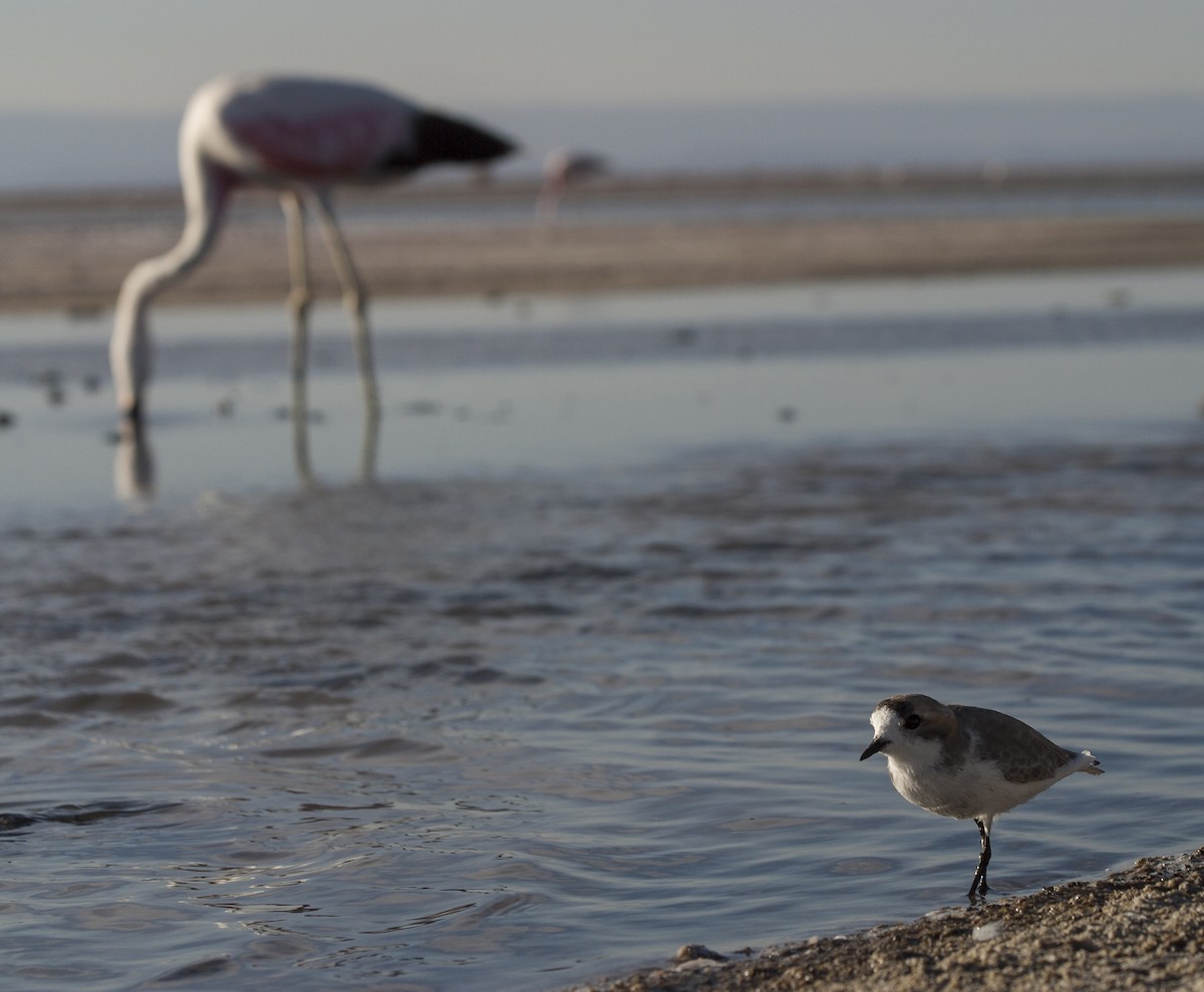 Puna Plover - ML35602161