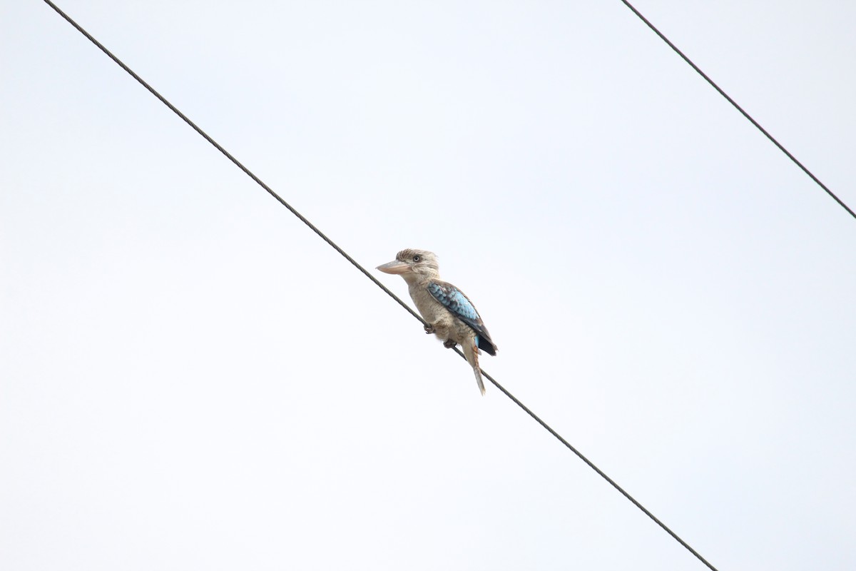 Blue-winged Kookaburra - ML356022431
