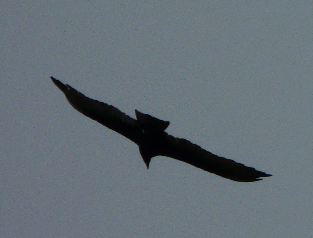 Turkey Vulture - ML356023321