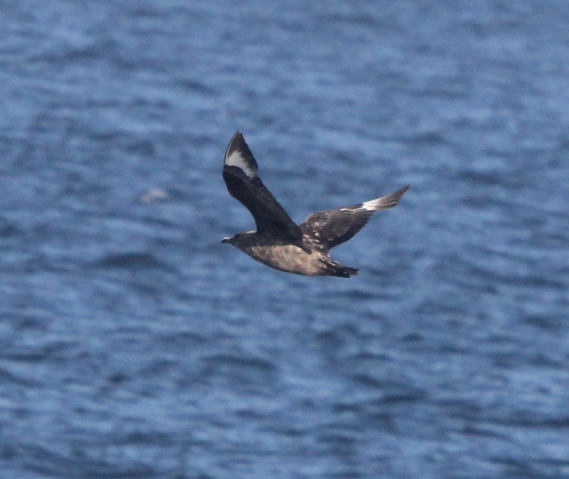 Great Skua - Dylan Pedro