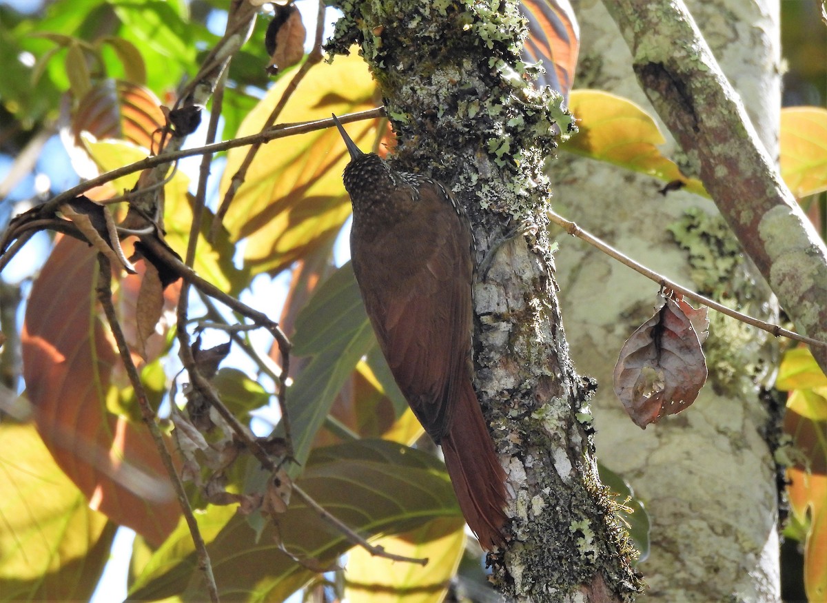 Olive-backed Woodcreeper - Teresita Varon