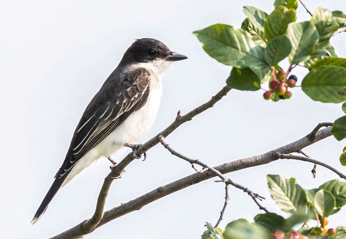 Eastern Kingbird - Robert Bochenek