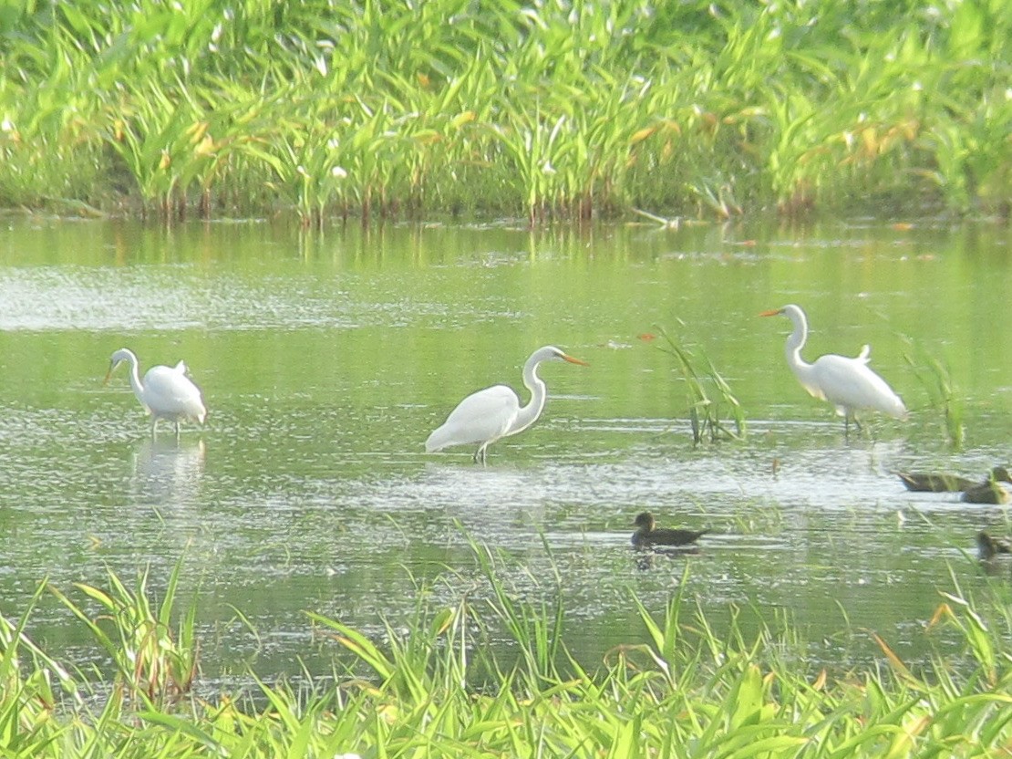 Great Egret - ML356029801