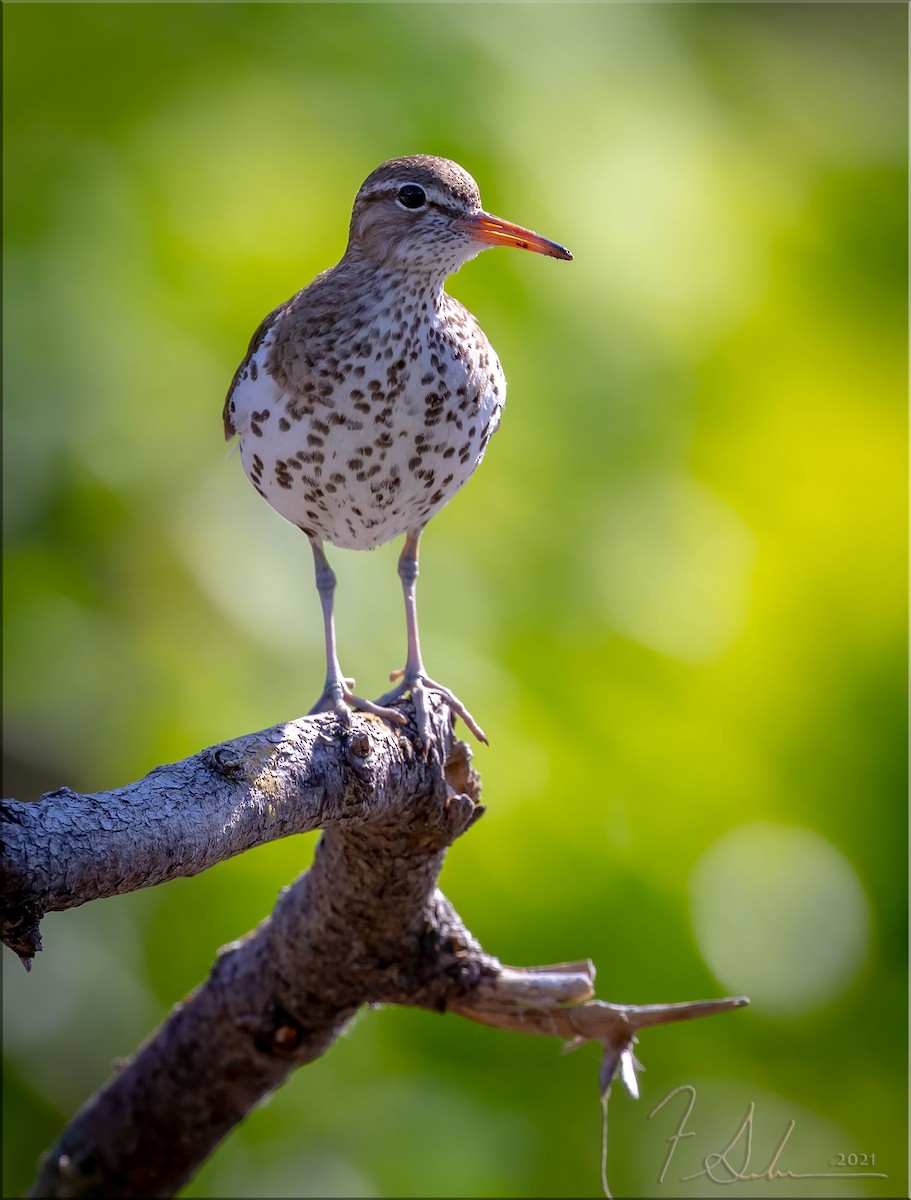 Spotted Sandpiper - ML356032531