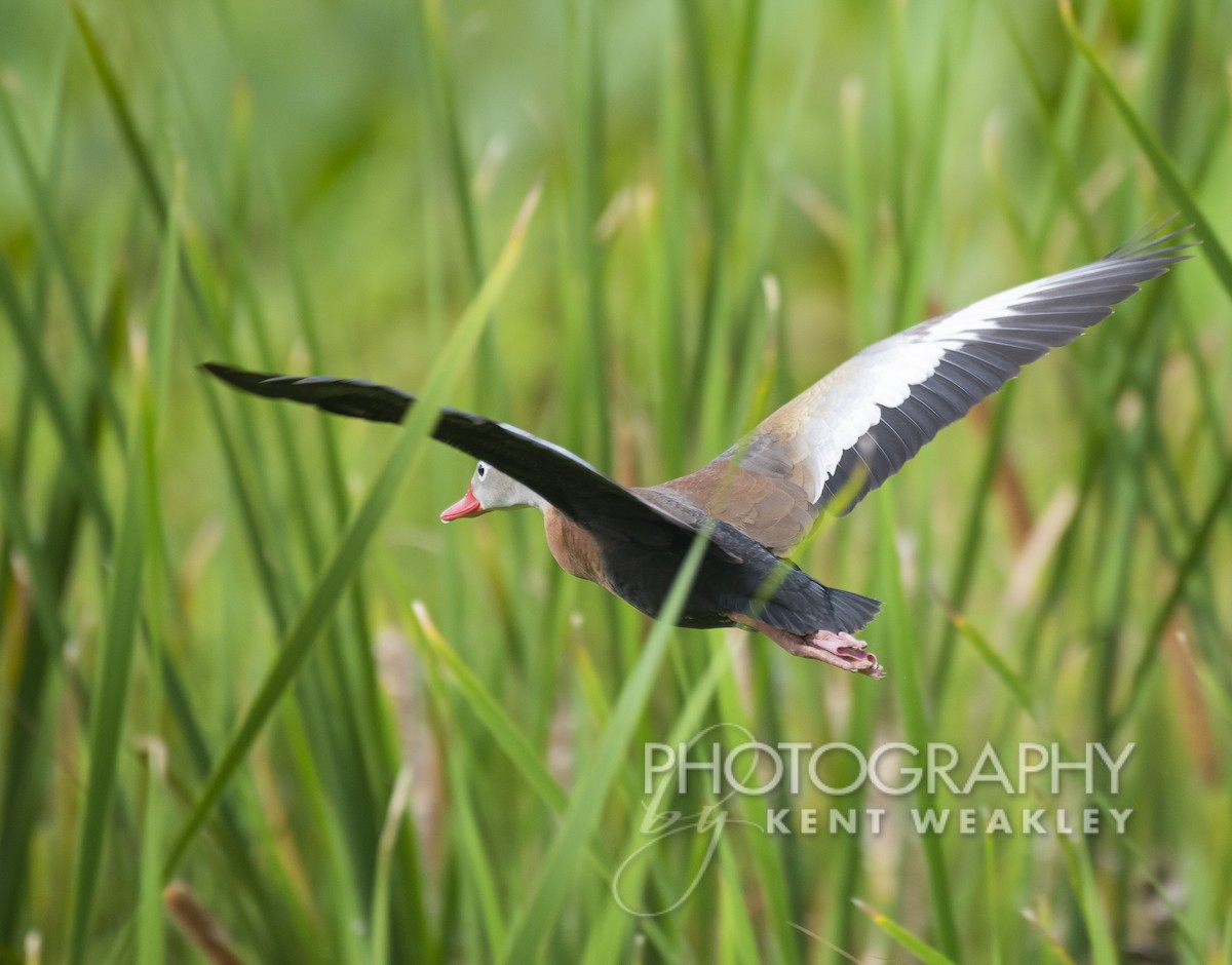 Black-bellied Whistling-Duck - Kent Weakley