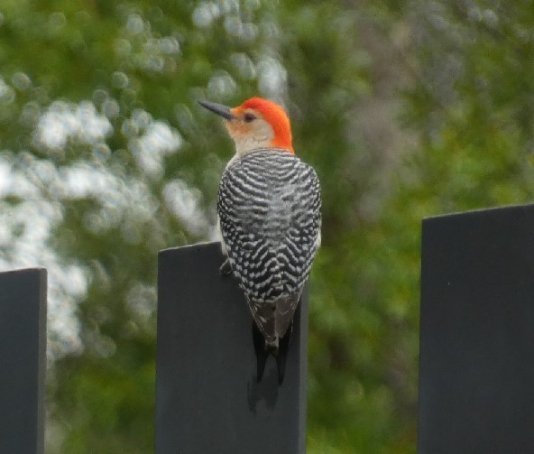 Red-bellied Woodpecker - ML356033471