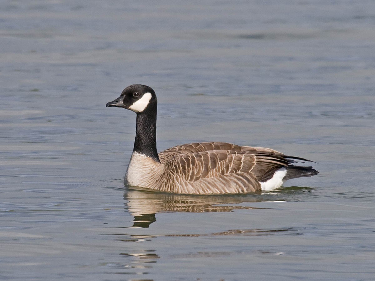 Canada Goose - Greg Gillson