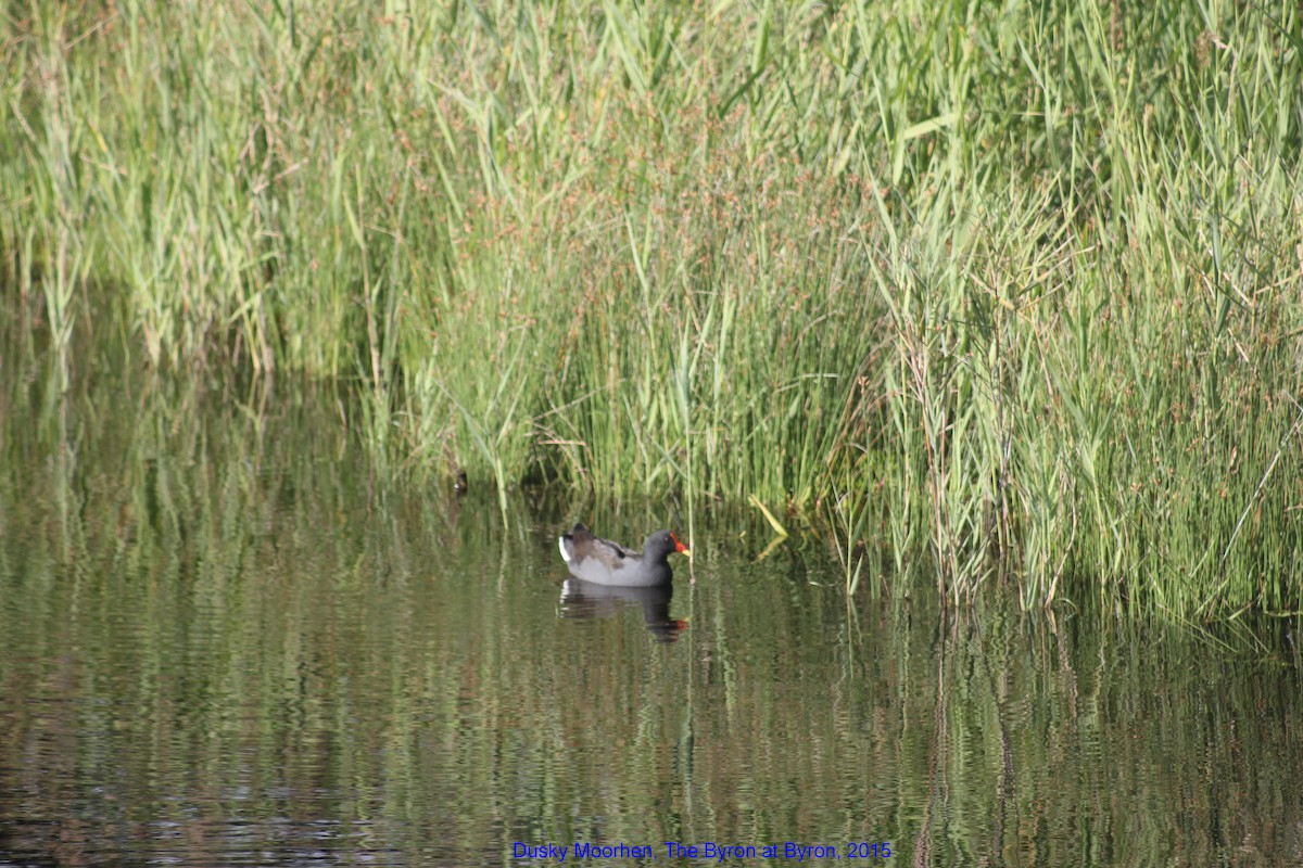 Dusky Moorhen - ML356034681
