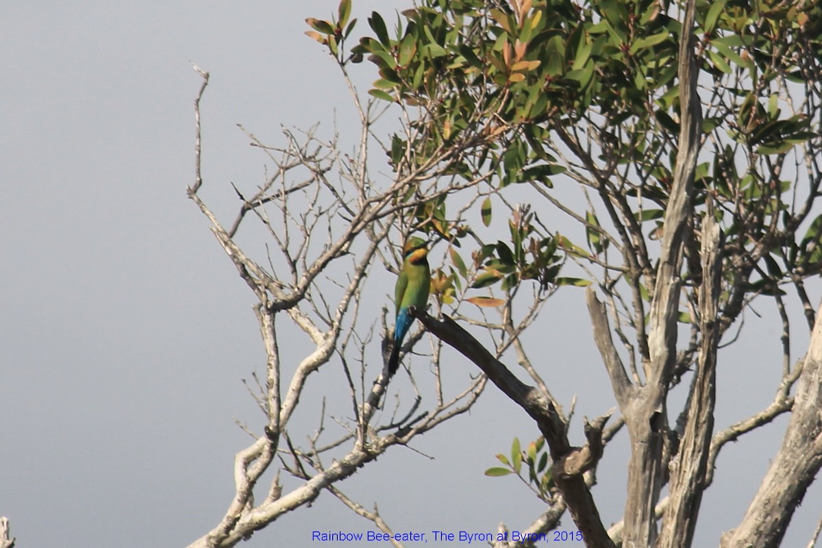 Rainbow Bee-eater - ML356034711