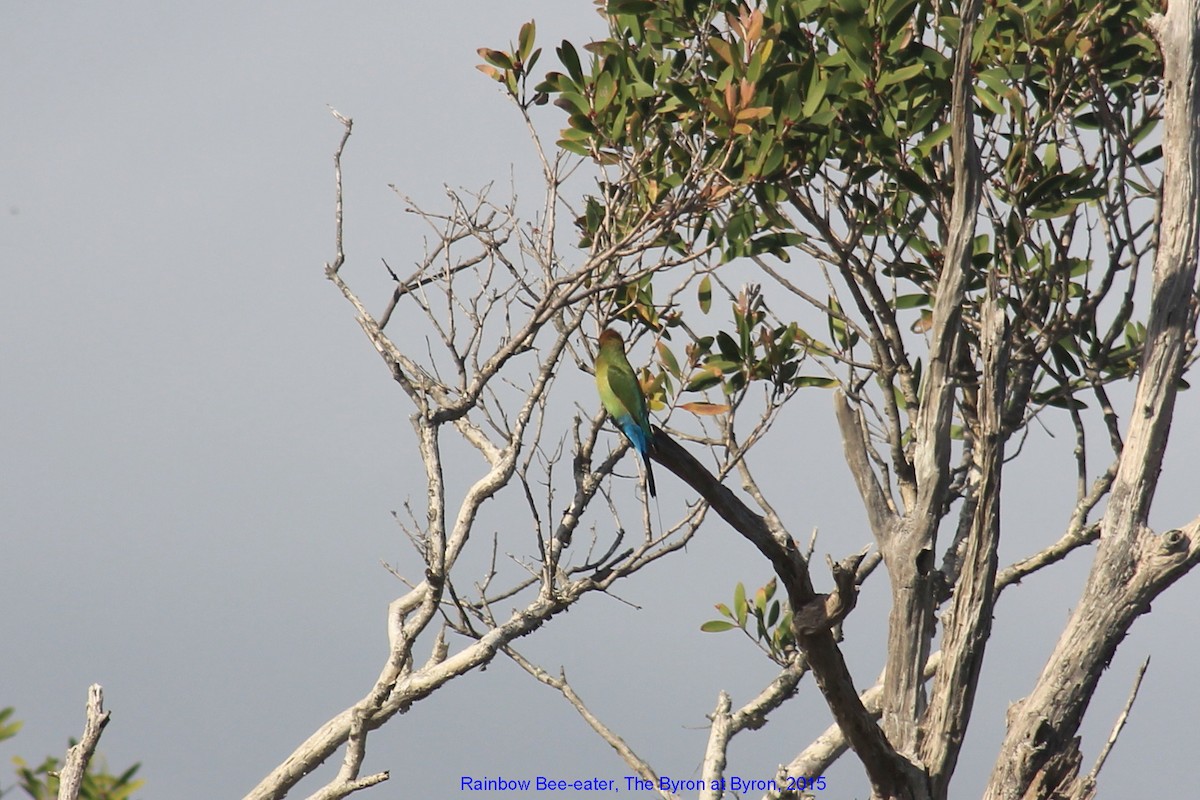 Rainbow Bee-eater - ML356034731