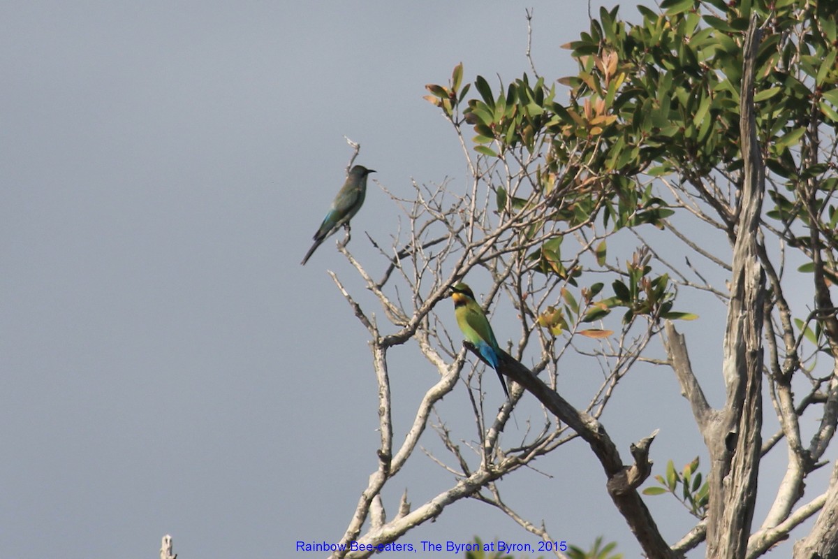 Rainbow Bee-eater - ML356034741