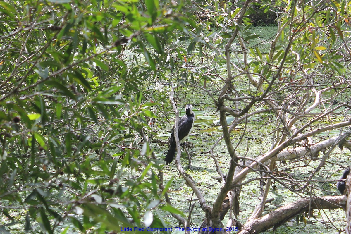 Little Pied Cormorant - ML356034771