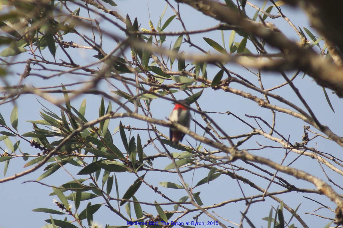 Mistletoebird - ML356034811