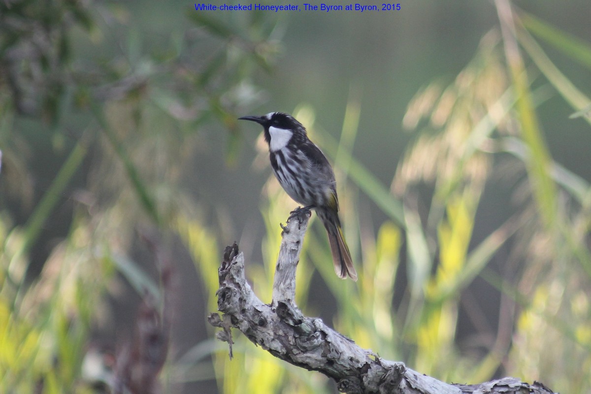 White-cheeked Honeyeater - ML356034881