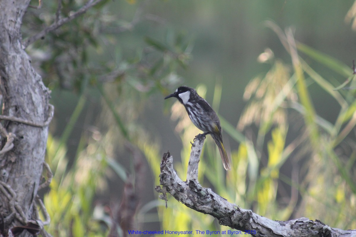 White-cheeked Honeyeater - ML356034891