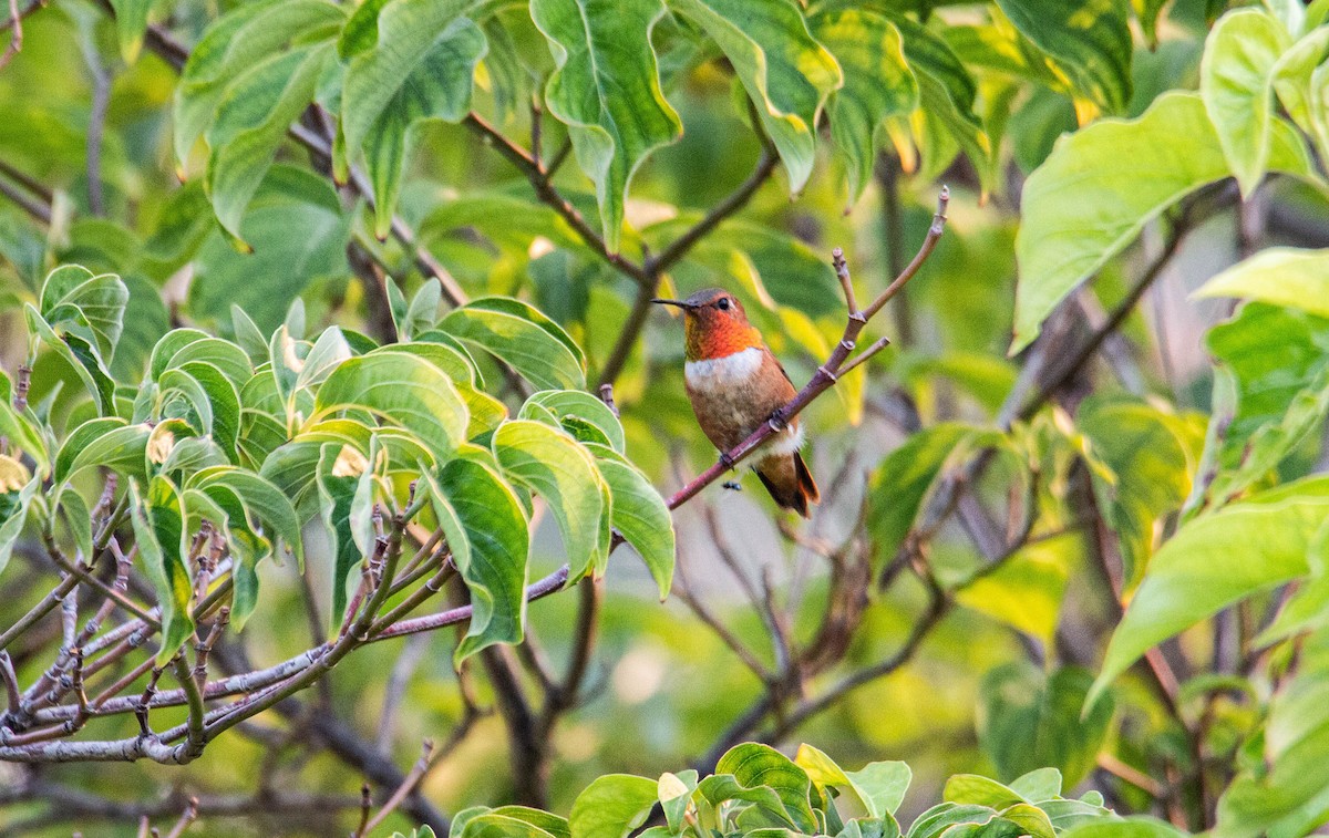 Rufous Hummingbird - Wayne Smith