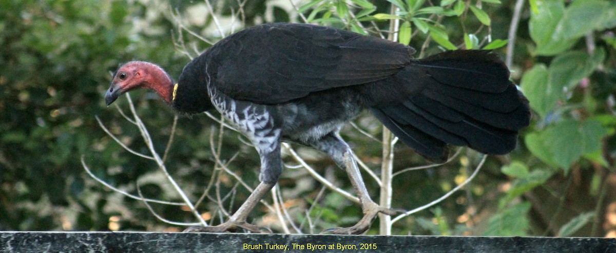 Australian Brushturkey - ML356035491