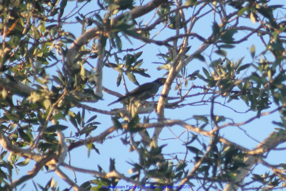 Australasian Figbird - ML356035511