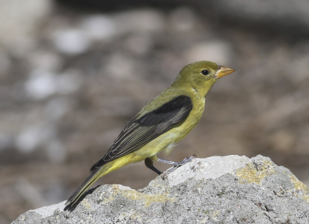 Scarlet Tanager - Dan Maxwell