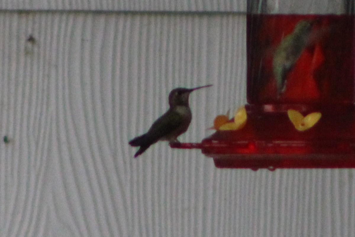 Rufous Hummingbird - ML356038561