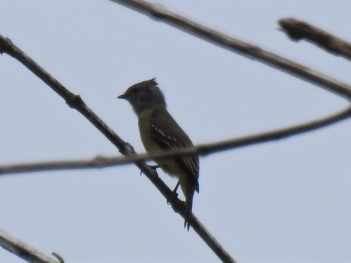 Yellow-crowned Tyrannulet - Albeiro Erazo Farfán