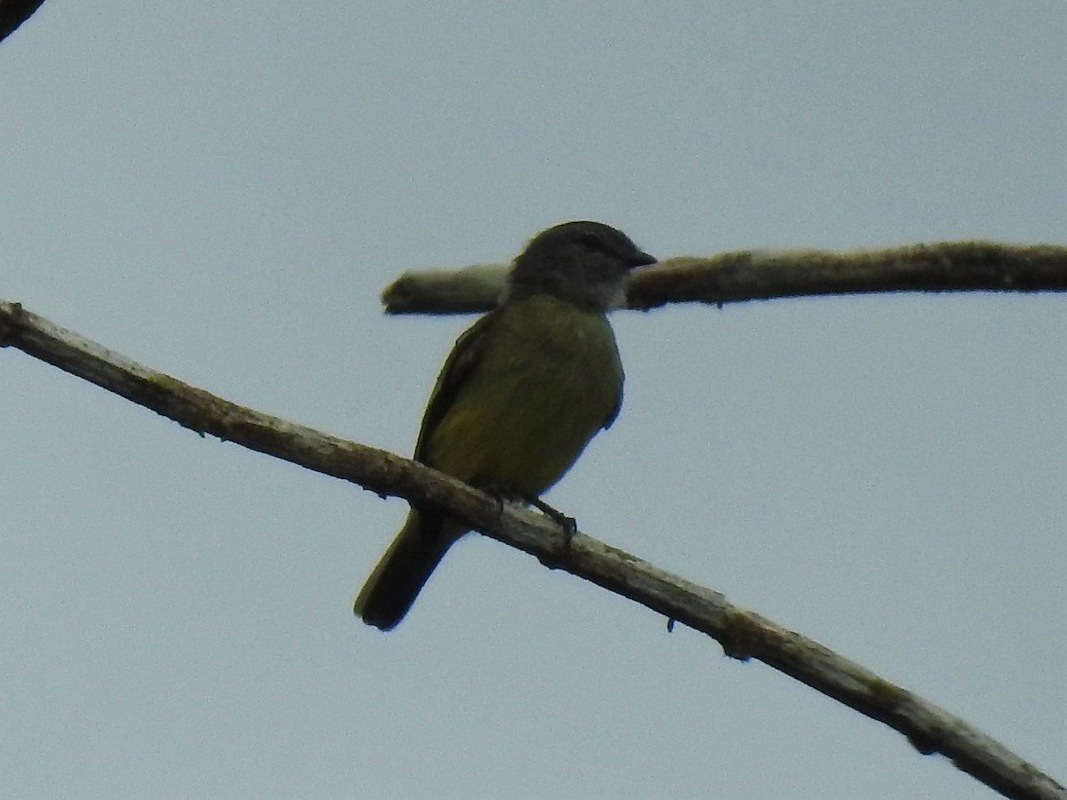 Mosquerito Coronado - ML356040521