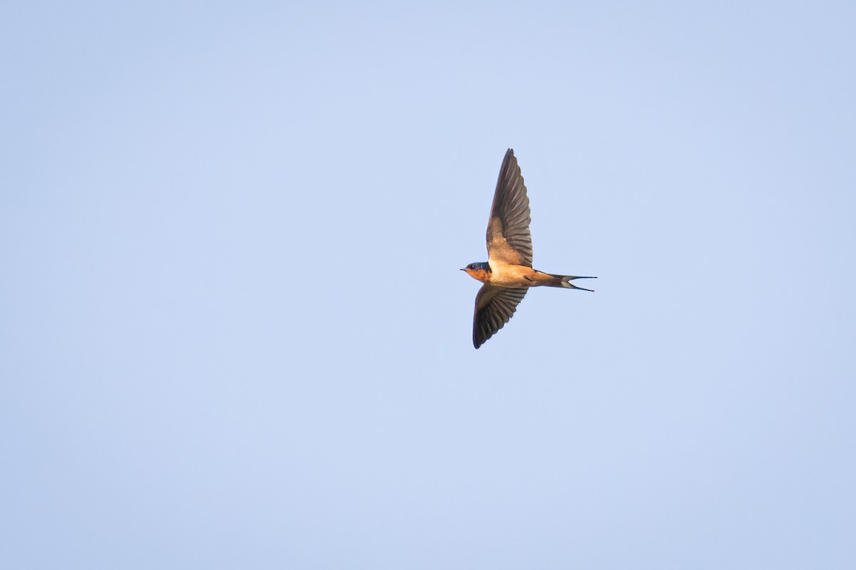 Barn Swallow - ML356041191