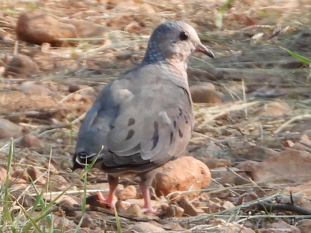 Common Ground Dove - ML356041601