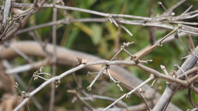 Yellow Tyrannulet - ML356043451