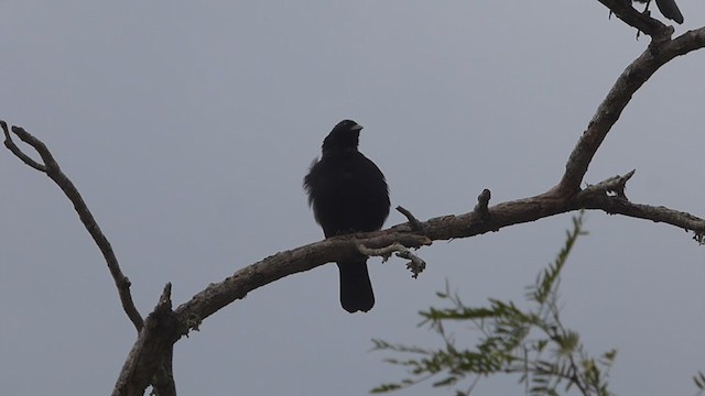 Chopi Blackbird - ML356045061