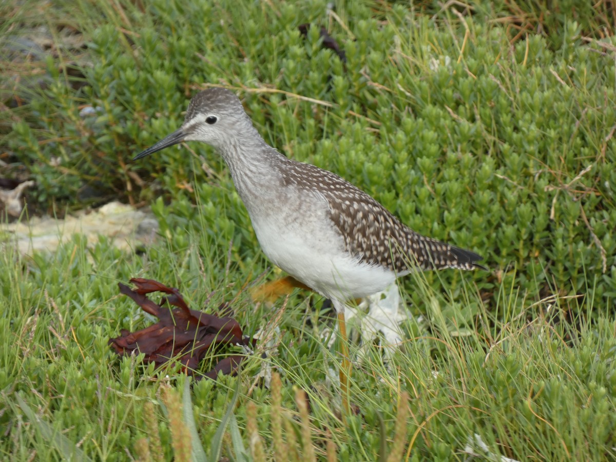 Lesser Yellowlegs - ML356047951