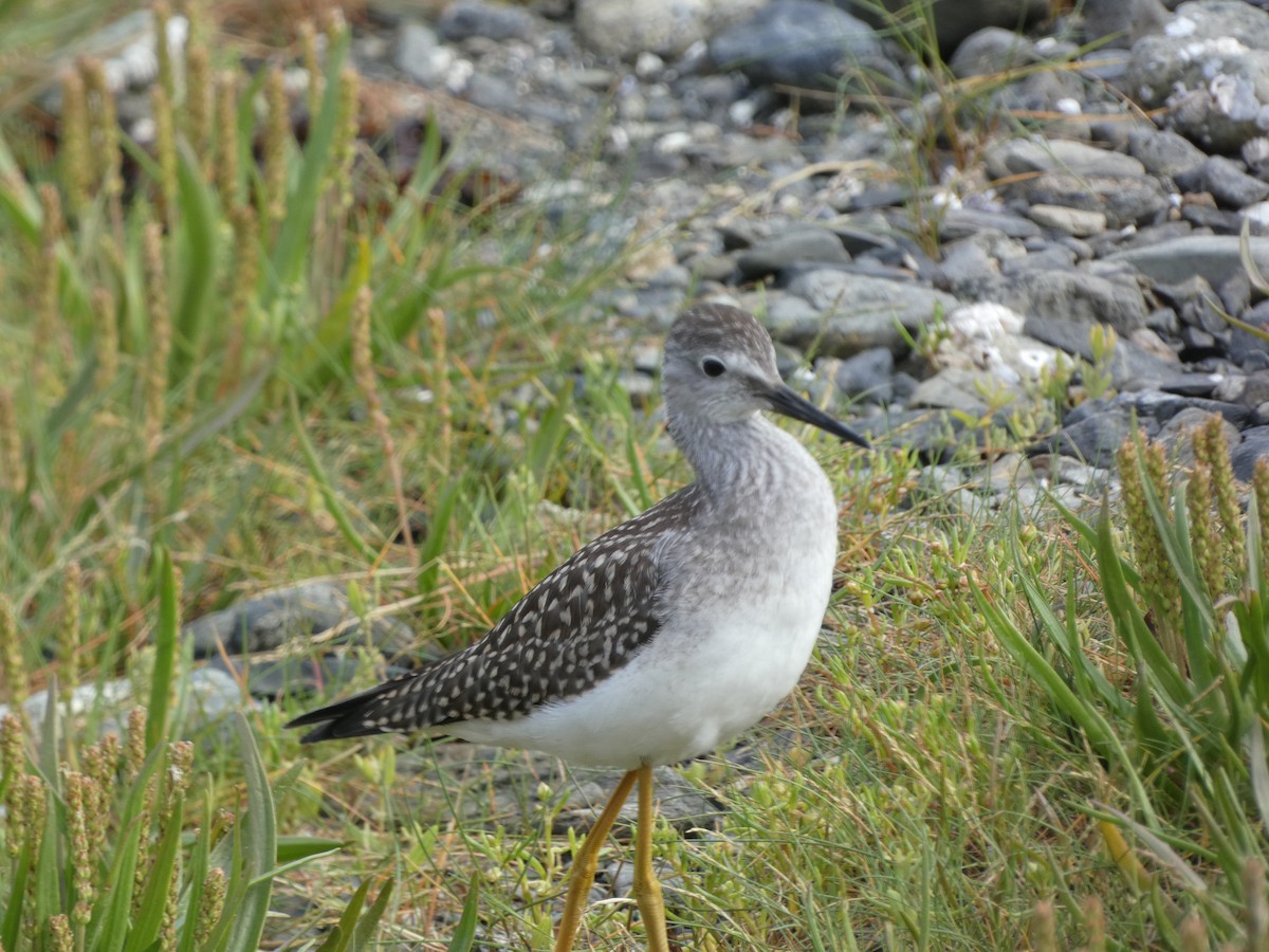 Lesser Yellowlegs - ML356048811