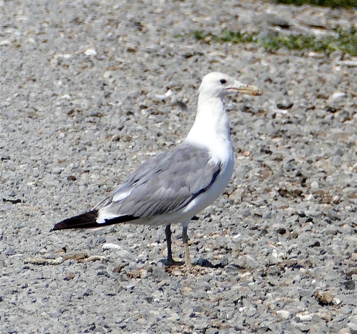 California Gull - ML356049591