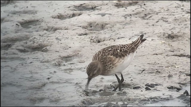 Baird's Sandpiper - ML356049841