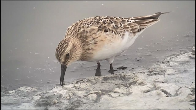 Baird's Sandpiper - ML356049901