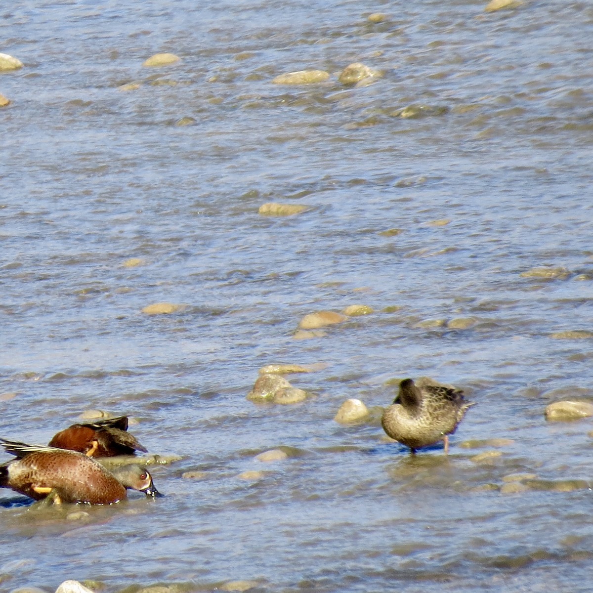 čírka skořicová - ML356051971